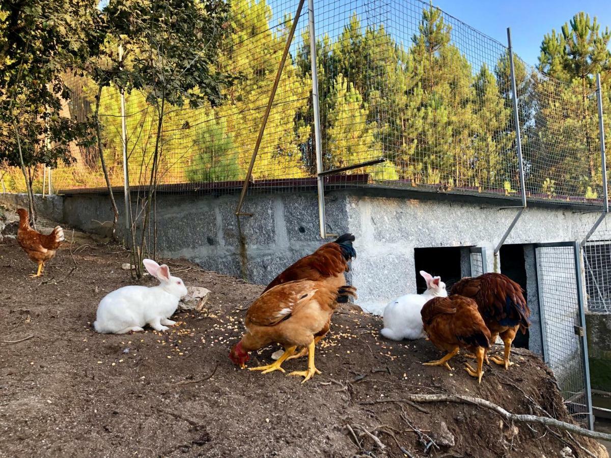 Villa Casa Da Quinta Da Prelada Simao Partie Basse Celorico De Basto Esterno foto